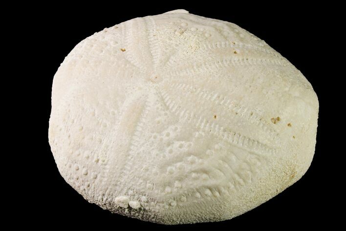 Fossil Sea Urchin (Eupatagus) - Florida #161285
